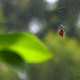 Imagen para el artículo titulado Deja lo que estés haciendo para ver este espectacular timelapse de una araña tejiendo una telaraña